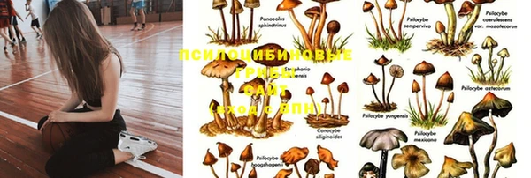 apvp Вяземский